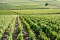 Plots and rows of grapevine in the Champagne vineyard Royalty Free Stock Photo