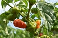 Plots of rustic crops in fields in eastern Cuba. Chile Habanero Royalty Free Stock Photo