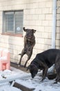 Plott hound catching snowball