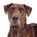 Plott Hound Crossbreed Close-up Royalty Free Stock Photo