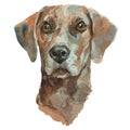 The plott hound watercolor hand painted dog portrait Royalty Free Stock Photo