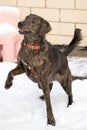 Plott hound in snow Royalty Free Stock Photo