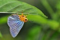 Plotz Green Awl butterfly Royalty Free Stock Photo