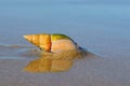 Plough snail on the beach