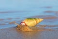 Plough snail on the beach