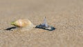 Plough snail predating on a blue bottle