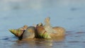 Plough snails, a species of sea snail, feeding on the beach, South Africa