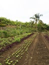 Ploughed farm land in Balamban, Cebu, Philippines Royalty Free Stock Photo