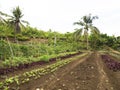 Ploughed farm land in Balamban, Cebu, Philippines Royalty Free Stock Photo