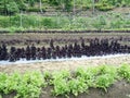 Ploughed farm land in Balamban, Cebu, Philippines Royalty Free Stock Photo