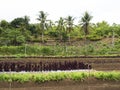 Ploughed farm land in Balamban, Cebu, Philippines Royalty Free Stock Photo