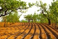 Ploughed farmland