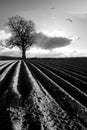 Ploughed field Royalty Free Stock Photo