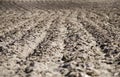 Ploughed field, soil close up. Royalty Free Stock Photo