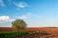 Ploughed field, wood and blue sky at sunset.