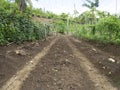 Ploughed farm land in Balamban, Cebu, Philippines Royalty Free Stock Photo