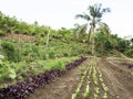 Ploughed farm land in Balamban, Cebu, Philippines Royalty Free Stock Photo