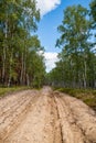 Ploughed-up dirt road in forest serving as an emergency route for authority services in case of fire. Firebreak. Royalty Free Stock Photo
