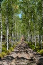 Ploughed-up dirt road in forest serving as an emergency route for authority services in case of fire. Firebreak. Royalty Free Stock Photo