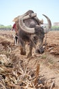 Ploughing field Royalty Free Stock Photo