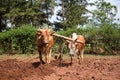 Ploughing a field Royalty Free Stock Photo