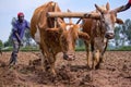 Ploughing a field Royalty Free Stock Photo