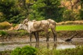 Ploughing muddy field with bullock cart for transplanting of paddy Royalty Free Stock Photo