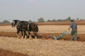 Ploughing team Royalty Free Stock Photo