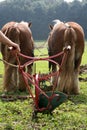 Ploughing team