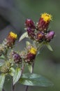 Ploughman`s Spikenard Royalty Free Stock Photo