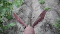 Ploughshare plough hill farm potatoes