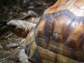 Ploughshare Tortoise : The angonoka tortoise Astrochelys yniphora