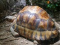 Ploughshare Tortoise : The angonoka tortoise Astrochelys yniphora