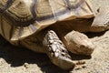 A Ploughshare Tortoise with eyes closed basking under the sun