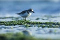 Plover bird gracefully strolling along the serene shoreline, elegantly navigating the shallow water