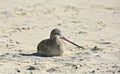 Plover bird sand