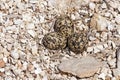 Plover camouflaged nest Royalty Free Stock Photo