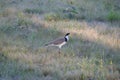 Australian Wildlife Series - Masked Lapwing - Vanellus miles