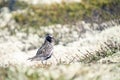 Plover, Pluvialis apricaria bird portrait outdoors