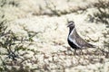 Plover, Pluvialis apricaria bird portrait outdoors