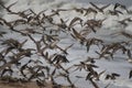 Plovers in flight 1