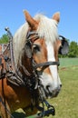 Plow Horse Royalty Free Stock Photo