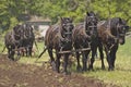 Plow Horses Team Plowing Farm Cornfield Royalty Free Stock Photo