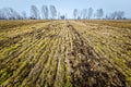 Plowed agriculture field with trees Royalty Free Stock Photo