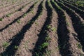 Chernozem field in Ukraine Royalty Free Stock Photo