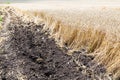 Plowed earth and field of ripe wheat
