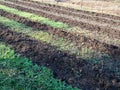 Plowed earth on garden beds in village in winter