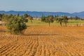 Plowed farm field