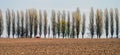 A plowed field on the background of a row of poplars. Royalty Free Stock Photo