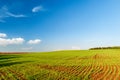 Plowed field and blue sky in sunset. Royalty Free Stock Photo